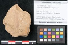Foto (Objekt + Etikett) von Santalum acheronticum Ettingshausen (NHMW-GEO-2024-0188-7926)